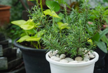 Abstract blurred natural green tree background in the garden. Selective focus on green foliages or soft focus on leaves background. Nature concept
