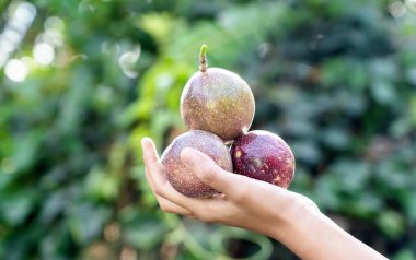 İnsan palmiyesindeki üç olgun mor tutku meyvesi çiftliğin arka planını bulanıklaştırıyor. Taze tutku meyvesi. Kadın eli, sağlıklı beslenme..