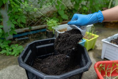 Hands showing abundance soil for agriculture or planting peach concept. Testing soil sample on hands wears blue rubber medical glove with soil ground background. Concept of soil quality and farming