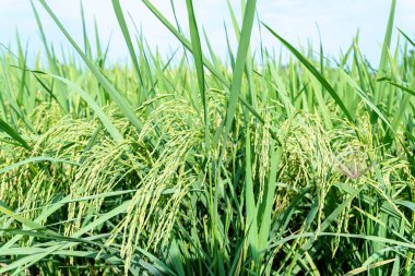 Pirinç tarlalarının ortasındaki bir fidanlıkta bulunan pilav kulağına odaklan. İyi bir ürün için çeltik tarlasında çivili pirinç. Pirinç konseptinden ürünler.