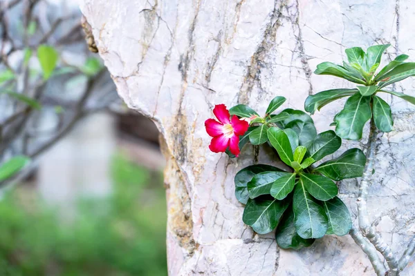 Zbliżenie Różowy Płatek Adenium Ogrodzie Adenium Obesum Drzewo Ping Bignonia — Zdjęcie stockowe