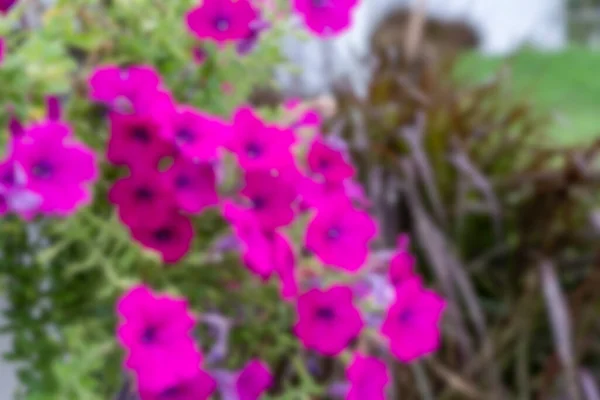 Bulanık Pembe Çiçek Arka Planı Doğal Arka Planı Olan Güzel — Stok fotoğraf