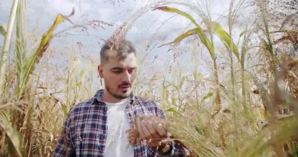 En stilig bonde går på ett sorghumfält, väljer jordbruksväxt — Stockvideo