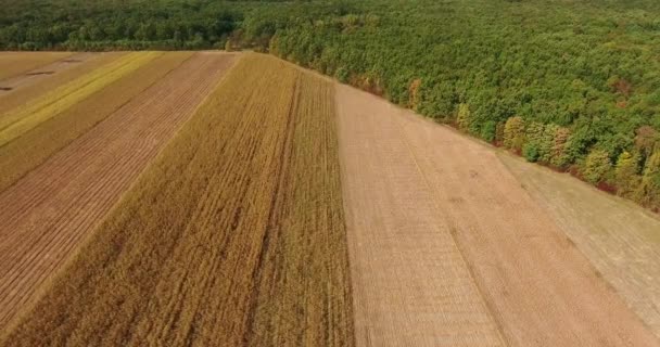 Luchtfoto van tarweoogst met ecologisch bos, landbouwgrond — Stockvideo