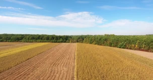 Vista aérea da colheita de trigo com uma floresta ecológica, terra agrícola — Vídeo de Stock