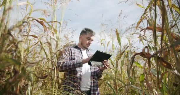 Gazda a búzamező közepén, tabletta segítségével, modern mezőgazdaság — Stock videók