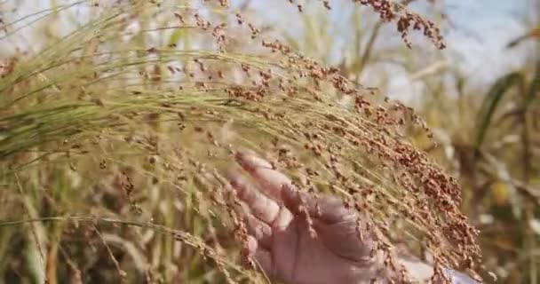 Sebuah gerakan lambat menutup tembakan petani tangan gandum sorgum, pertanian modern — Stok Video