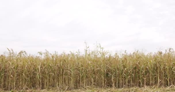 Uprawa sorgo do produkcji biomasy w słoneczny dzień, Kwiatki kukurydzy na polu — Wideo stockowe