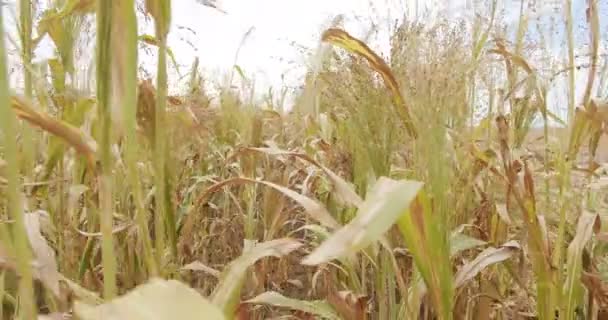 Berjalan melalui labirin jagung, dan sorgum pada hari yang cerah dengan langit biru — Stok Video