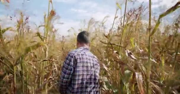 Contadino che cammina in mezzo al campo di grano, e sorgo in una giornata di sole — Video Stock
