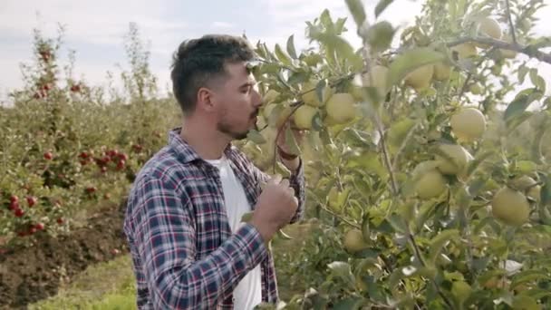 Farmář se blíží ke stromu se zeleným jablkem a cítí to, Přírodní plody — Stock video