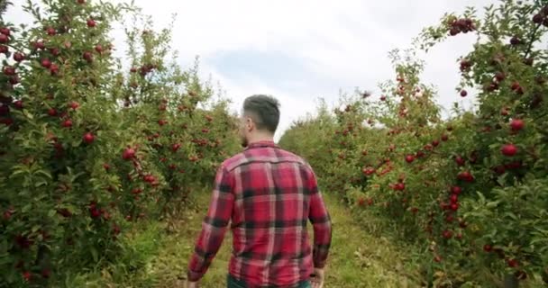 Il contadino cammina attraverso il giardino di mele rosse mature in una giornata di sole — Video Stock