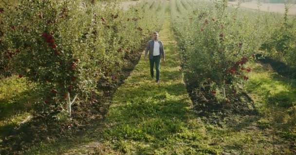 Bonden går genom trädgården av mogna röda äpplen på en solig dag — Stockvideo