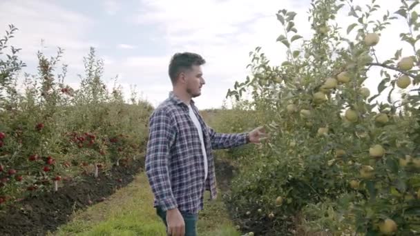 L'agricoltore si avvicina al melo verde e lo analizza, guardando il frutto — Video Stock