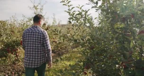 Farmář kráčí zahradou zralých červených jablek za slunečného dne, — Stock video
