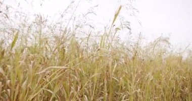 Sorghum ve mısır fabrikası, Avrupa 'da tarım arazisi hasat etmeye hazırlanıyor.