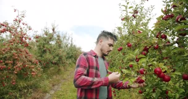 Der Bauer nähert sich dem roten Apfelbaum und analysiert ihn, während er die Früchte betrachtet — Stockvideo