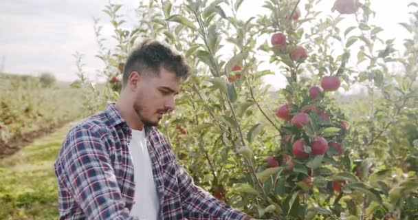 Il contadino si avvicina al melo rosso e lo analizza, guardando il frutto — Video Stock
