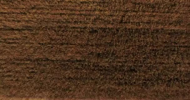 Γεωργική γη, Αεροφωτογραφία της συγκομιδής σιταριού, μινιμαλιστική γη — Αρχείο Βίντεο