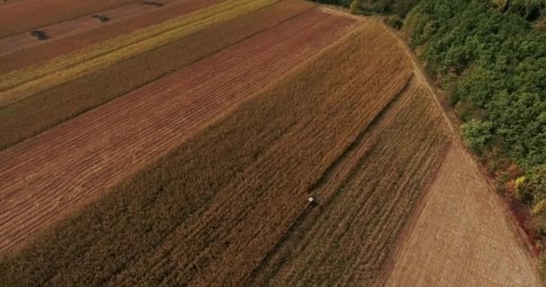 Landbouwgrond, de trekker werkt, luchtfoto van tarweoogst en maïs — Stockvideo