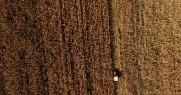 Landbouwgrond, de trekker werkt, luchtfoto van tarweoogst en maïs — Stockvideo