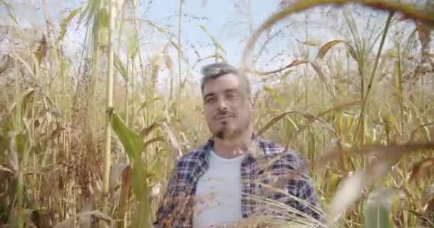 Agricultor caminando en medio a través del maizal, y sorgo en un día soleado — Vídeo de stock