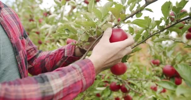 Il contadino rompe una mela rossa matura dall'albero e la pulisce dalla camicia. — Video Stock