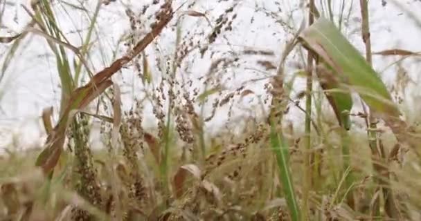 Sorghum dan jagung tanaman, siap untuk panen lahan pertanian di Eropa — Stok Video