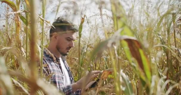Agricultor no meio do sorgo, usando um tablet, agricultura moderna — Vídeo de Stock