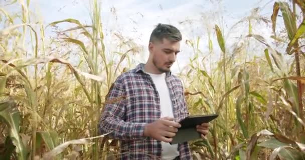 Agricultor no meio do campo de trigo, usando um tablet, olhando para a câmera — Vídeo de Stock