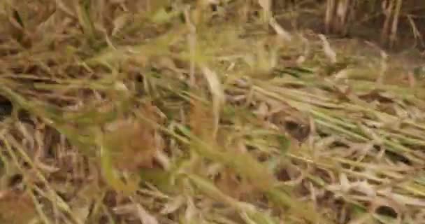 The tractor and farmers cuts and falls to the ground the sorghum and corn crops — Stock Video