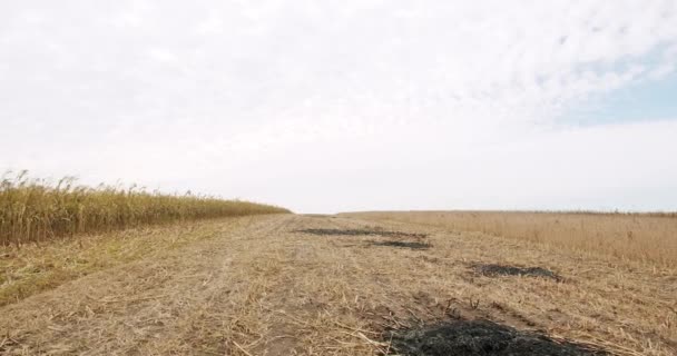 Cultivo de sorgo para la producción de biomasa en el día soleado, Cornflowers in a field — Vídeos de Stock