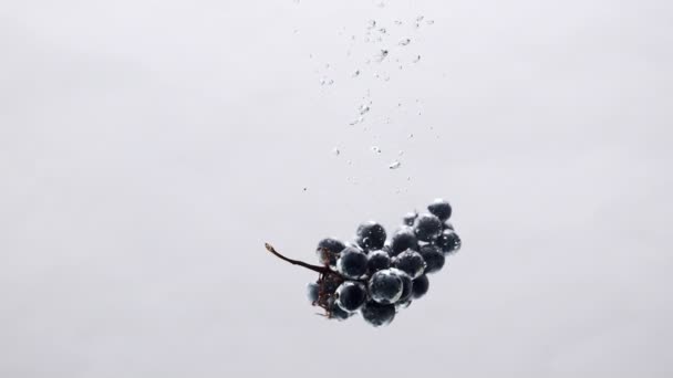 Raisins noirs mûrs avec de l'eau dans l'aquarium sur fond blanc, concept design — Video