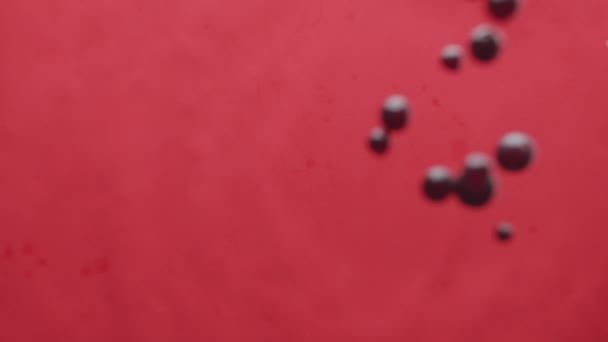 Uvas negras maduras caen sobre un fondo rojo con agua, concepto de frutas de diseño — Vídeo de stock