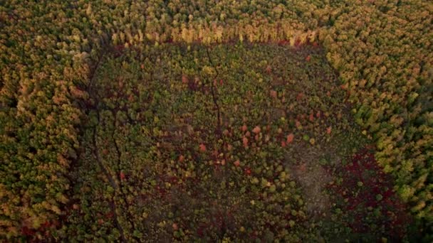 Luchtdrone zicht op verwoest bos in Europa, bos bij zonsondergang in de herfst — Stockvideo