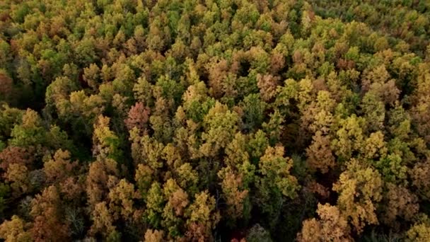 Début de l'automne en forêt vue aérienne. Forêt mixte, conifères verts et jaunes
