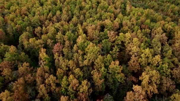 Kora ősz az erdei légi kilátásban. Vegyes erdők, zöld és sárga tűlevelűek — Stock videók