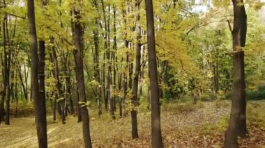 Ormanda çekim yapan Sonbaharın başlarında, karışık ormanlar, yeşil ve sarı kozalaklı ağaçlar