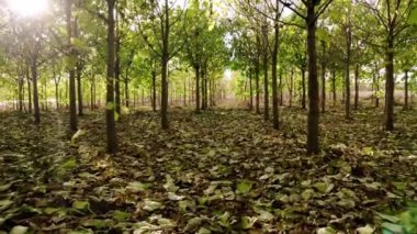 Paulownia ormanında yerde yaprakları olan bir drone uçur.