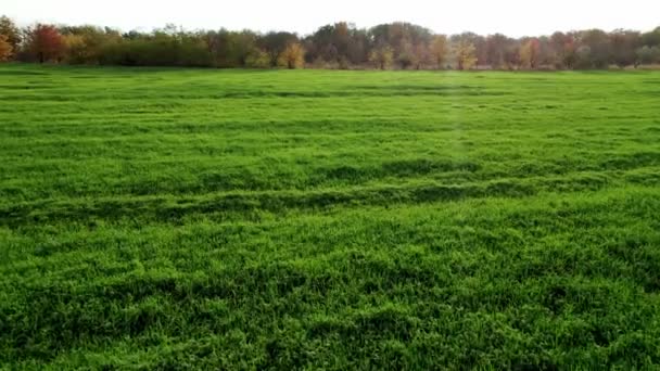 Drone vliegt over het prachtige natuurtarweveld. Prachtig groen veld. — Stockvideo