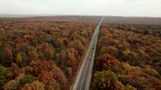 Autumn landscape of a beautiful forest Straight asphalt road with cars moving on — Stock Video
