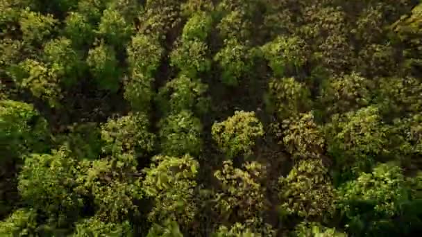 Um drone voa sobre a floresta com as árvores Paulownia ao pôr do sol — Vídeo de Stock