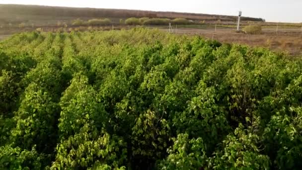 Een drone vliegt over het bos met de Paulownia bomen bij zonsondergang. — Stockvideo