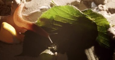 Kumda yavaşça sürünen evsiz kahverengi salyangoz ve doğal yapraklar.
