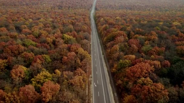 Høstlandskap på en vakker skogs rette asfaltvei med biler som beveger seg videre – stockvideo