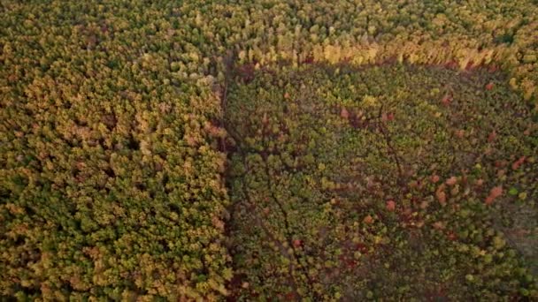 Vista aérea do drone da floresta destruída na Europa, floresta ao pôr do sol durante o outono — Vídeo de Stock