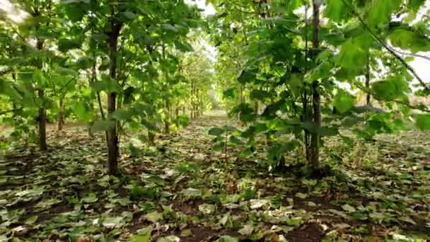 Vlieg een drone in het bos van Paulownia boom met bladeren op de grond — Stockvideo