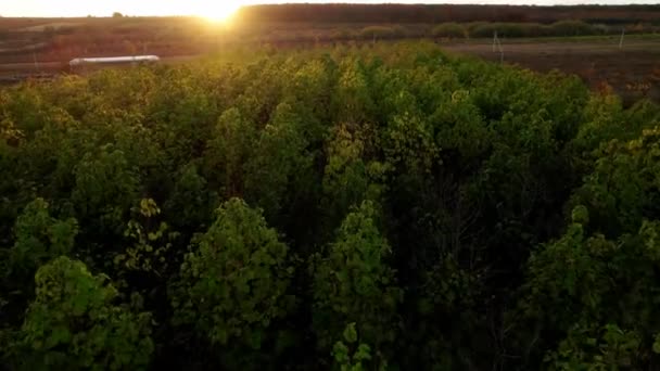Een drone vliegt over het bos met de Paulownia bomen bij zonsondergang. — Stockvideo