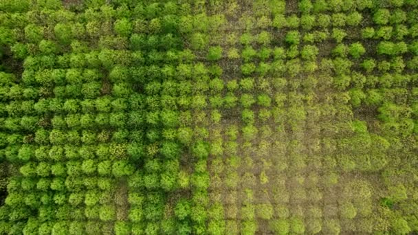 Vlieg een drone in het bos van Paulownia boom met bladeren op de grond — Stockvideo