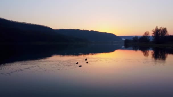 Гуси плавають на озері або річці на заході сонця на прекрасному природному ландшафті — стокове відео
